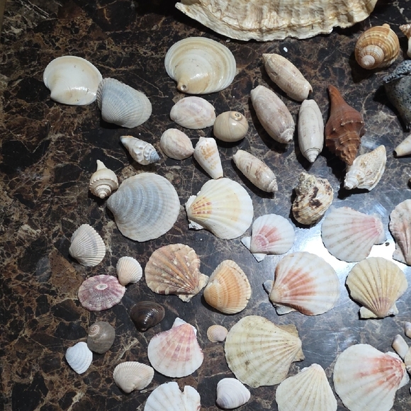 Seashell Collection & Large Conch Shell Nightnight - Picture 3 of 6